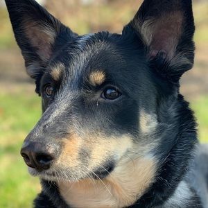 Meet your Posher, Frances